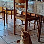 Balou participe au concours pour gagner de l'argent avec cette photo : bottle, calico_cat, cat, chair, cozy, domestic_animal, feline, floor, fruit_bowl, household, indoor, kitchen, natural_light, orange_cat, pet, table, tablecloth, tile_floor, window, wooden_cabinet