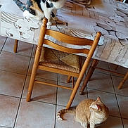 Balou a rejoint le concours — aidez-le/la à gagner de superbes lots ! animal, calico_cat, cat, cats, chair, curious, domestic_animal, feline, floor, home, indoor, kitchen, looking_away, orange_cat, pet, resting, table, tablecloth, tile_floor, wooden_chair