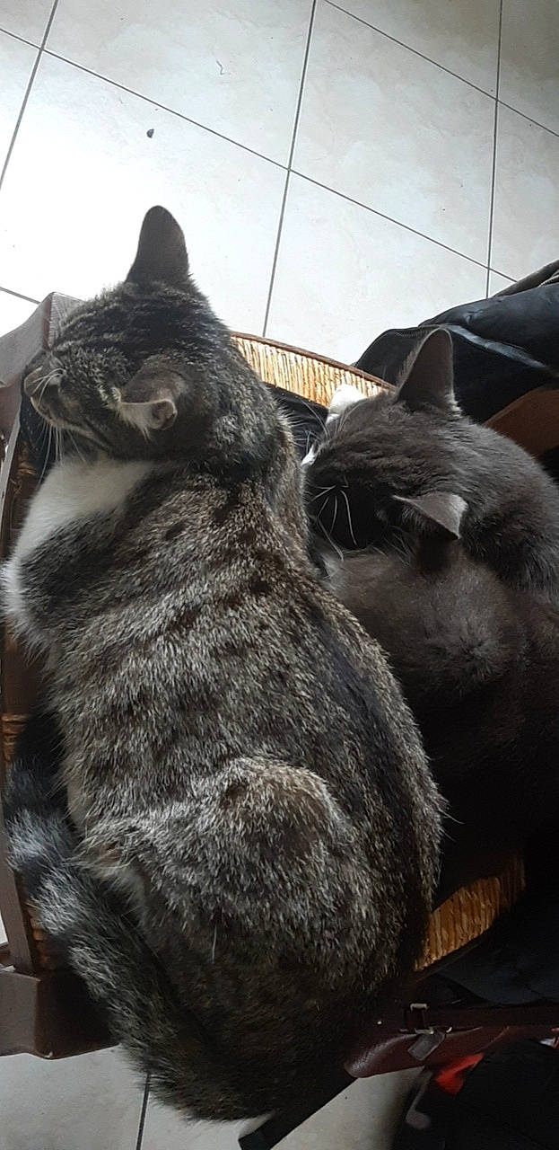 Pepsy a rejoint le concours — aidez-le/la à gagner de superbes lots ! asian, black_cat, british_shorthair, carnivore, cat, chartreux, domestic_short_haired_cat, european_shorthair, felidae, fur, kitten, korat, nap, russian_blue, sky, small_to_medium_sized_cats, tabby_cat, tail, whiskers