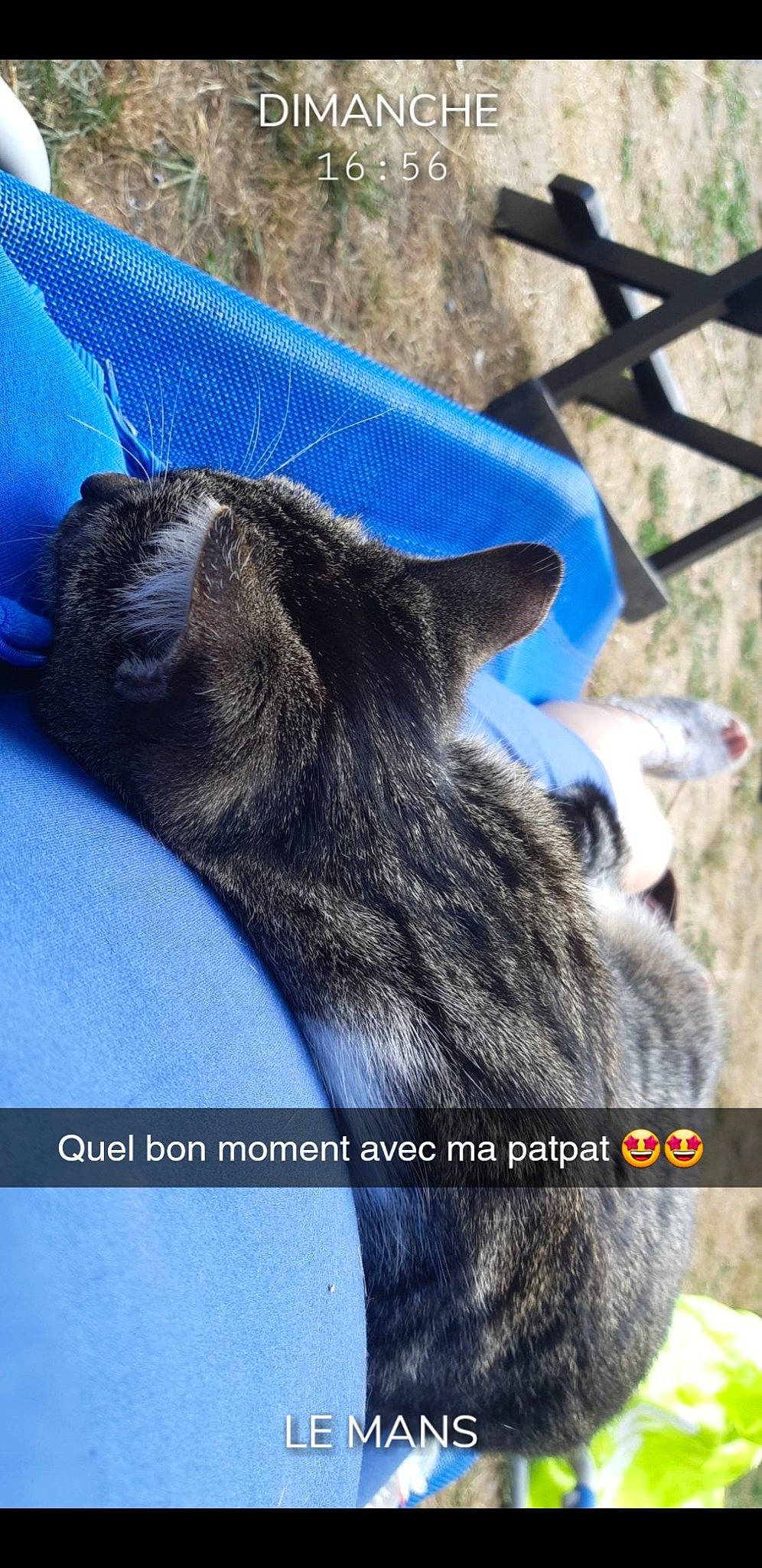 Patoon participe au concours pour gagner de l'argent avec cette photo : carnivore, cat, domestic_short_haired_cat, felidae, fur, photo_caption, small_to_medium_sized_cats, snout, tail, whiskers