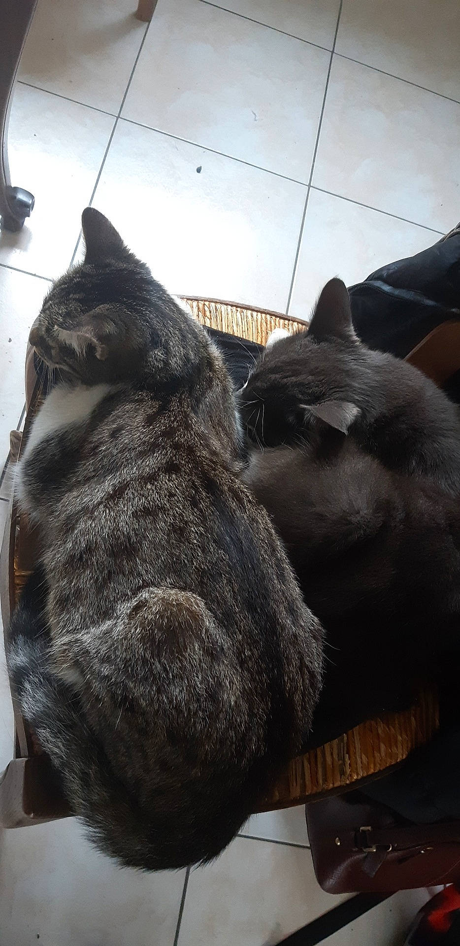 Patoon a rejoint le concours — aidez-le/la à gagner de superbes lots ! black_cat, british_shorthair, carnivore, cat, chartreux, domestic_short_haired_cat, felidae, korat, russian_blue, small_to_medium_sized_cats, snout, tail, whiskers