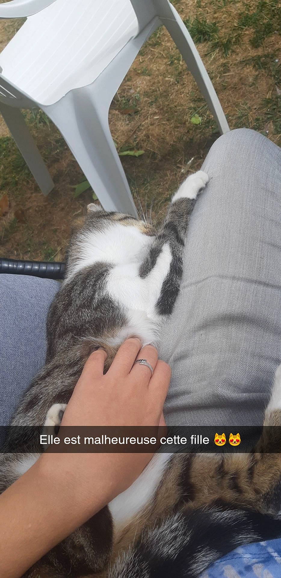 Patoon participe au concours pour gagner de l'argent avec cette photo : canidae, carnivore, cat, ear, leg, photo_caption, tail