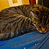 cat, tabby_cat, sleeping, sleepy, furry, striped, pet, animal, whiskers, ears, curled_up, nap, blue_cushion, bedroom, indoors, cozy, blanket, bedding, crumbs, relaxed