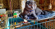 Blue participe au concours pour gagner de l'argent avec cette photo : cat, scottish_fold, gray_cat, wide_eyes, fuzzy_mat, metal_cage, rusty_cage, stone_wall, indoor, pet, collar, curious, animal, feline, resting, household_items, close_up, domestic, fur, whiskers