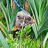 Blue participe au concours pour gagner de l'argent avec cette photo : cat, gray_cat, greenery, plants, leaves, garden, outdoor, pet, animal, wide_eyes, curious, nature, foliage, grass, leash, hidden, playful, cute, small, adventure