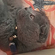 Blue a rejoint le concours — aidez-le/la à gagner de superbes lots ! cat, gray_cat, fluffy, collar, bell, pet, feline, indoor, couch, pillow, starfish_pattern, relaxed, side_view, fur, whiskers, animal, domestic_cat, closeup, resting, comfortable