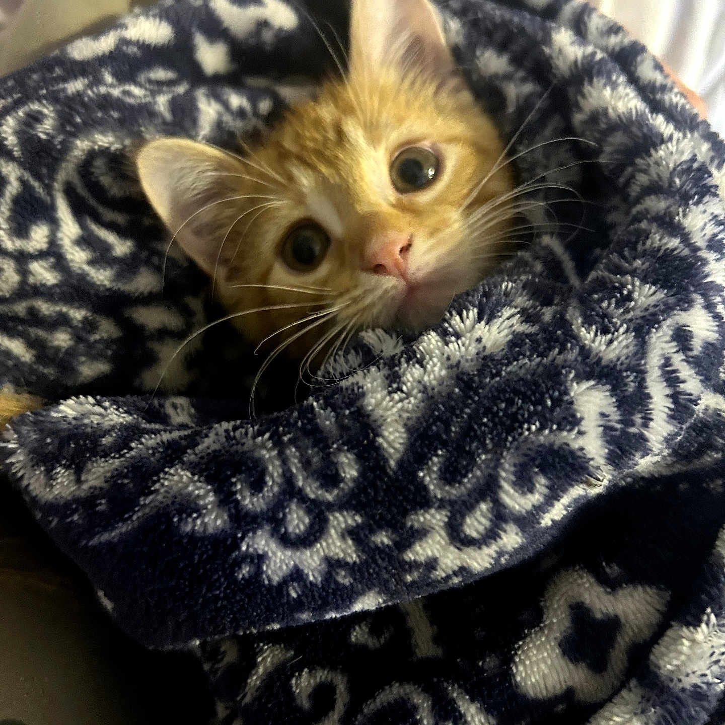 Tootie