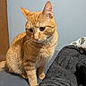 cat, orange_tabby, pet, indoor, bed, blanket, feline, fur, whiskers, ears, curious, animal, domestic_cat, cute, sitting, looking_away, wooden_door, gray_blanket, home, cozy