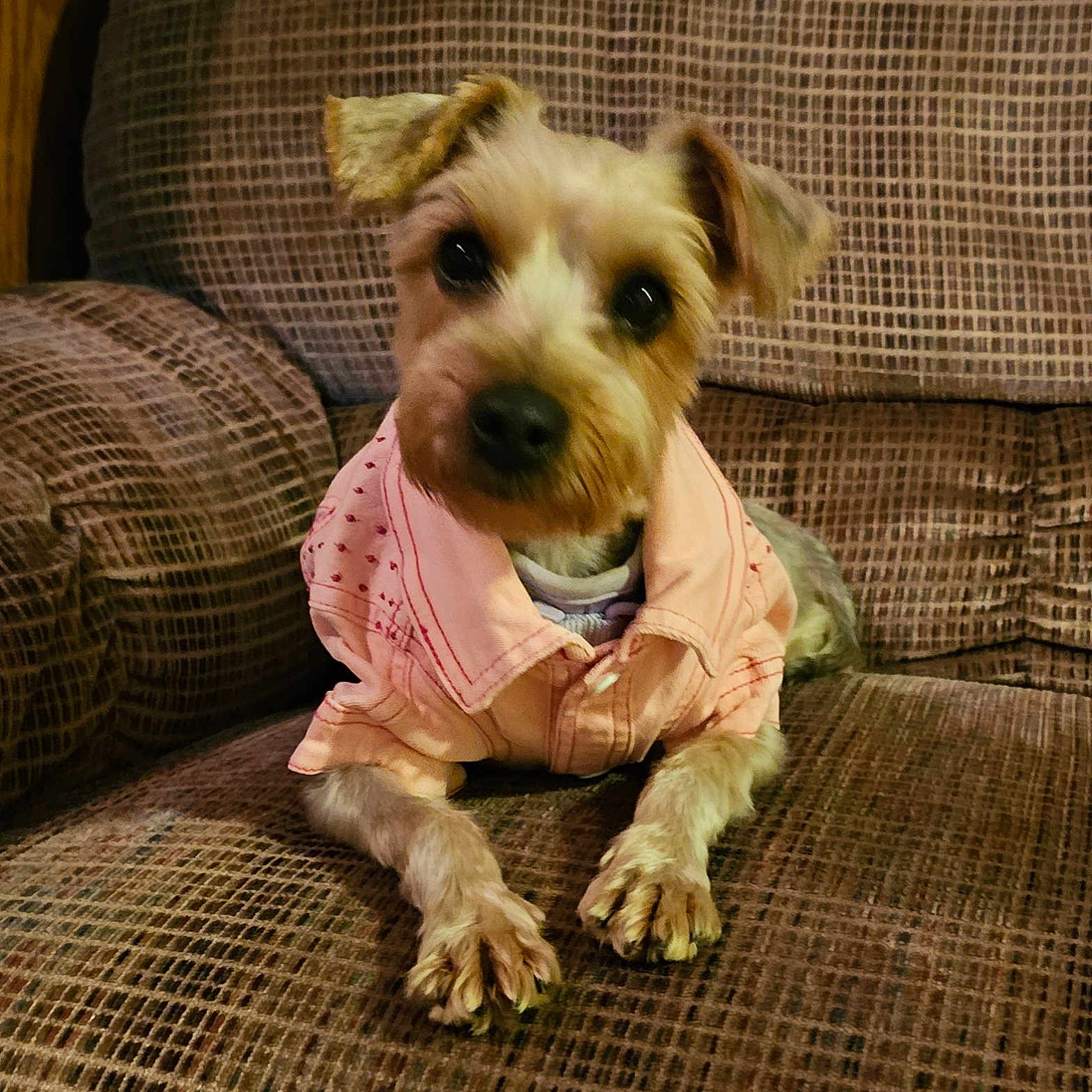 Journey is registered to the contest to win money with this photo: animal, architecture, armchair, building, canine, chair, couch, cushion, dog, furniture, homedecor, hound, indoors, livingroom, pet, poodle, puppy, room, sphere, terrier