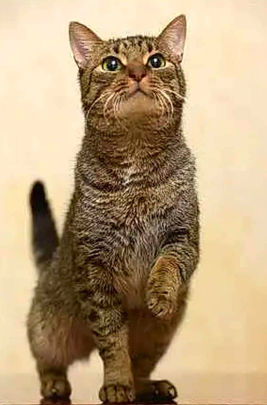 Scoubidou a rejoint le concours — aidez-le/la à gagner de superbes lots ! art, carnivore, cat, claw, domestic_short_haired_cat, fawn, felidae, fur, paw, small_to_medium_sized_cats, snout, tail, terrestrial_animal, whiskers, wildlife