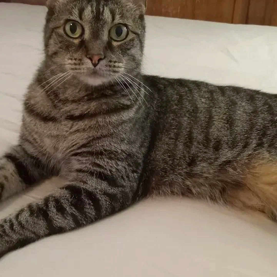 Molly