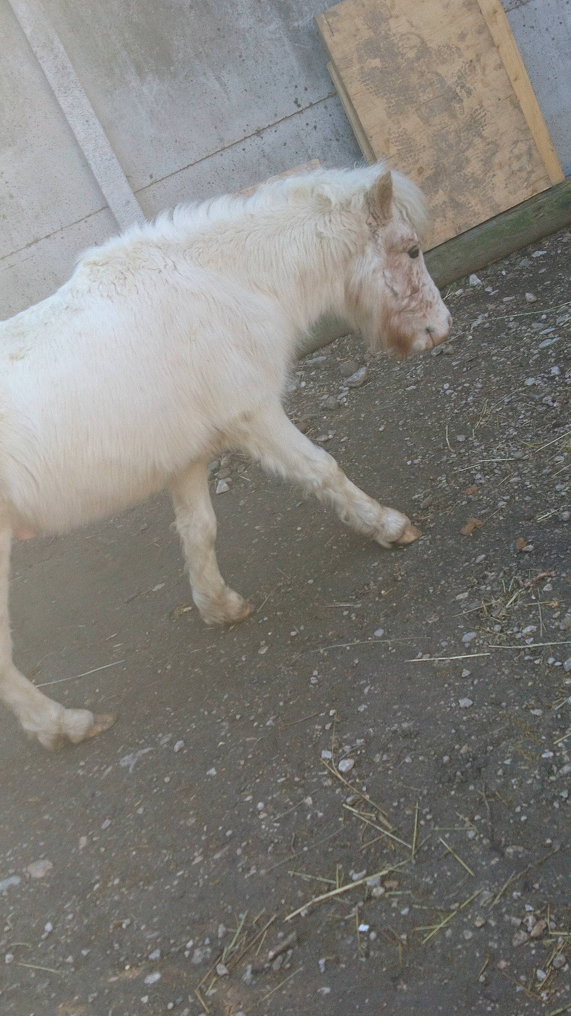 Maximus participe au concours pour gagner de l'argent avec cette photo : canidae, carnivore, dog, dog_breed, fawn, mammal, tail