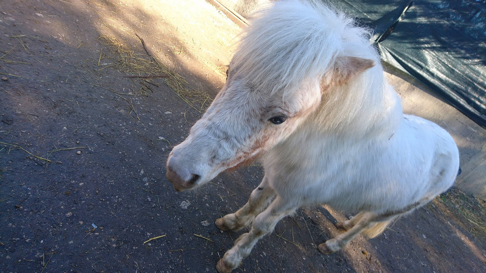 Maximus participe au concours pour gagner de l'argent avec cette photo : horse, livestock, mammal, mane, mare, pony, shetland_pony, stallion