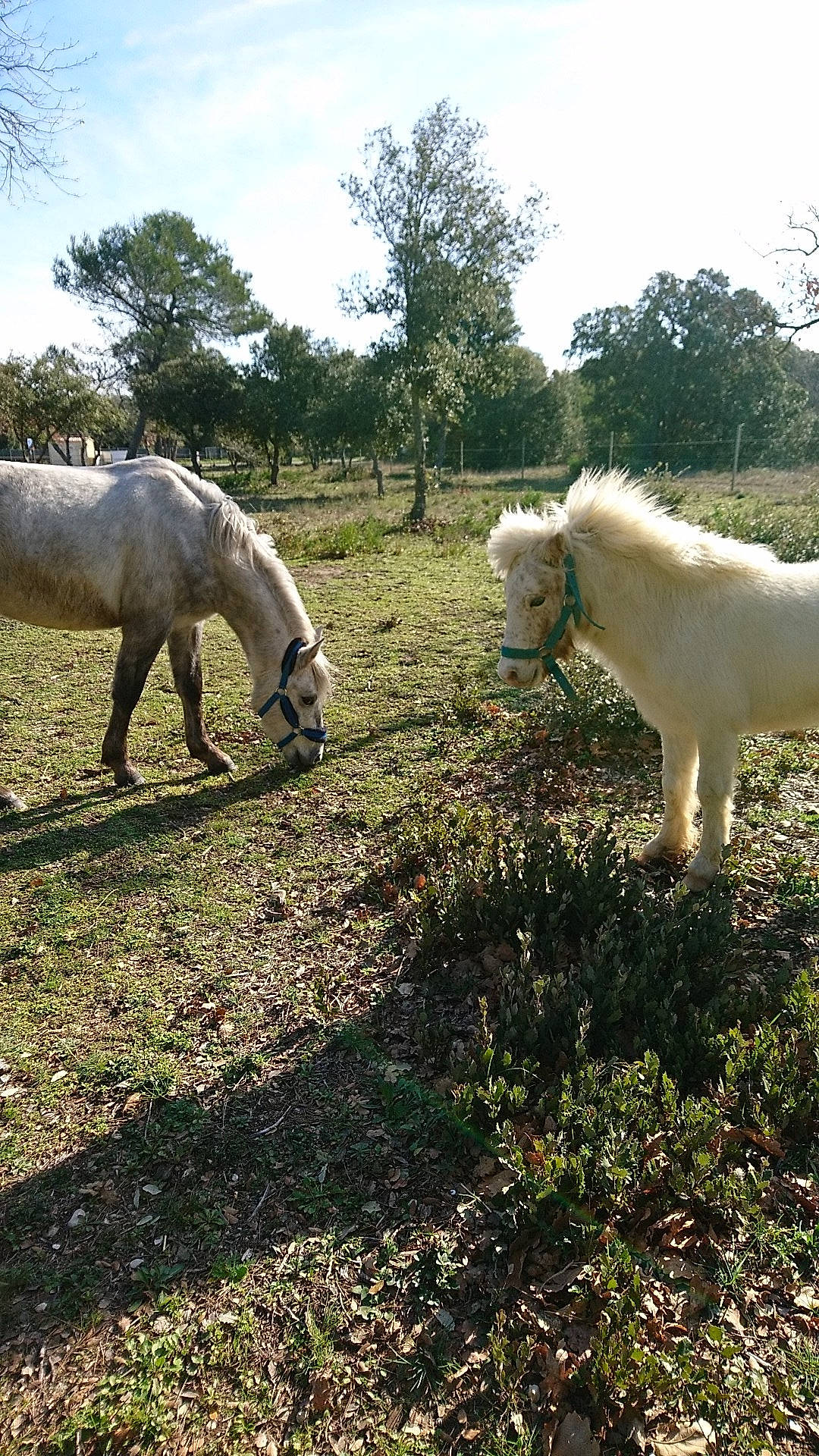 Maximus a rejoint le concours — aidez-le/la à gagner de superbes lots ! grass, grazing, horse, livestock, mammal, mane, mare, pasture, plant, pony, rural_area, stallion, terrestrial_animal, tree, vertebrate, wildlife