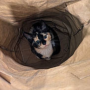Freckles is registered to the contest to win money with this photo: cat, calico, paper_bag, curious, indoor, pet, fur, whiskers, ears, eyes, looking_up, animal, cute, small, mammal, domestic, playful, texture, brown, closeup