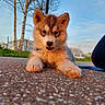 Skye. a rejoint le concours — aidez-le/la à gagner de superbes lots ! puppy, dog, outdoor, sky, tree, birch_tree, pavement, leash, grass, sunset_light, cute, pet, animal, young_dog, collar, nature, daylight, closeup, front_view, playful