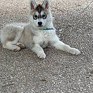 Skye. a rejoint le concours — aidez-le/la à gagner de superbes lots ! puppy, dog, husky, leash, outdoor, pavement, animal, pet, young, fur, ears, face, cute, resting, collar, canine, alert, white, gray, black