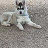 puppy, dog, husky, leash, outdoor, pavement, animal, pet, young, fur, ears, face, cute, resting, collar, canine, alert, white, gray, black