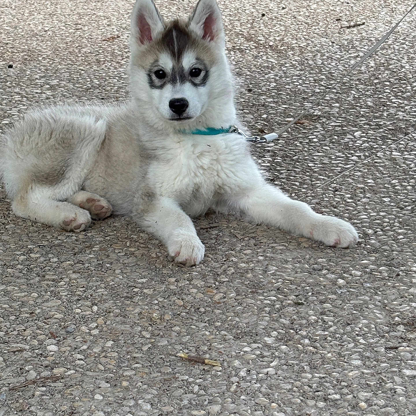 Skye. a rejoint le concours — aidez-le/la à gagner de superbes lots ! puppy, dog, husky, leash, outdoor, pavement, animal, pet, young, fur, ears, face, cute, resting, collar, canine, alert, white, gray, black