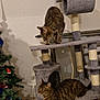 cat, tabby_cat, cat_tree, furniture, indoor, christmas_tree, decoration, holiday, pet, animal, feline, play, relax, multi_level, gray, tabby, curious, resting, perch, cozy