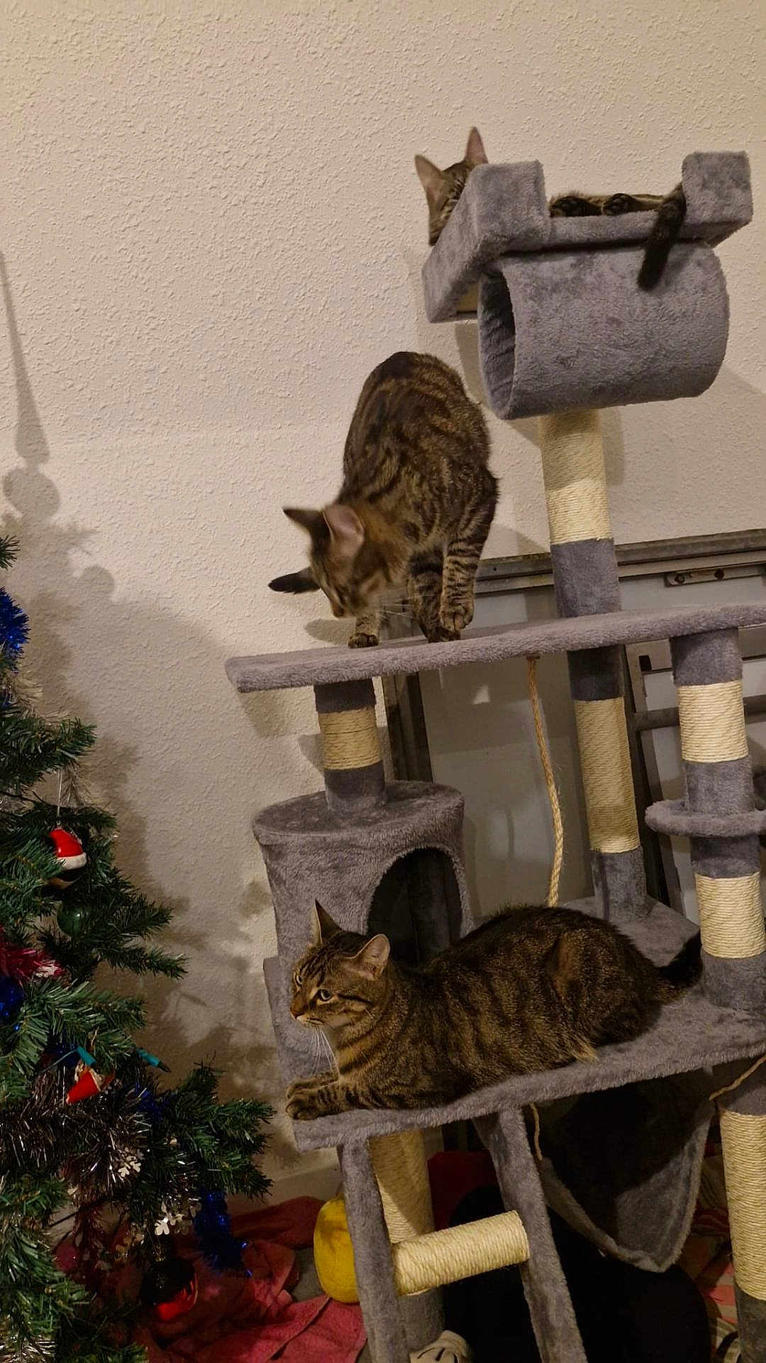 Vaiana participe au concours pour gagner de l'argent avec cette photo : cat, tabby_cat, cat_tree, furniture, indoor, christmas_tree, decoration, holiday, pet, animal, feline, play, relax, multi_level, gray, tabby, curious, resting, perch, cozy