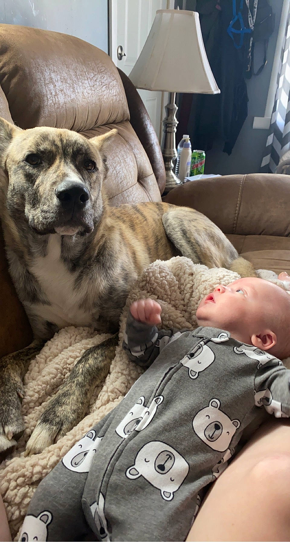 Odin is registered to the contest to win money with this photo: army, camouflage, carnivore, comfort, companion_dog, couch, dog, dog_breed, fawn, fur, lamp, linens, military_camouflage, military_uniform, snout, soldier, sporting_group, toddler, whiskers, working_animal