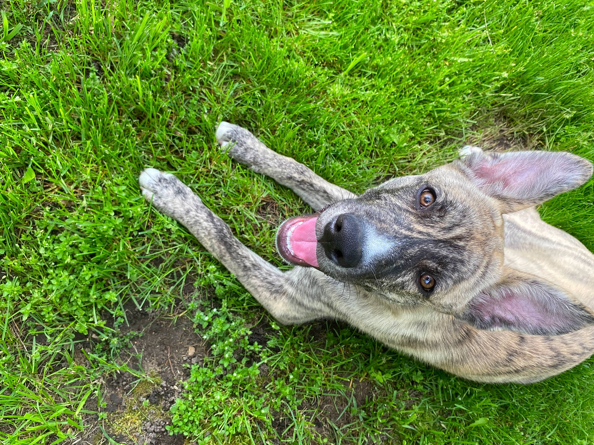 Odin is registered to the contest to win money with this photo: canidae, carnivore, dog, dog_breed, fawn, foot, grass, groundcover, human_leg, paw, plant, snout, soil, sporting_group, tail, terrestrial_animal, tire, toe, whiskers, working_animal