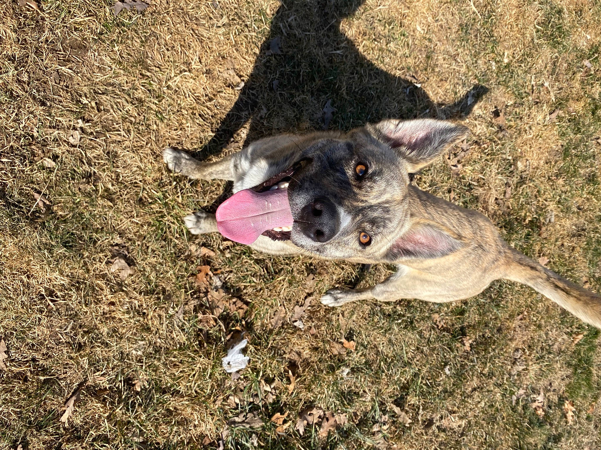 Odin joined the competition — help win amazing prizes! canidae, carnivore, collar, companion_dog, dog, dog_breed, dog_collar, fawn, grass, hunting_dog, leash, non_sporting_group, paw, snout, soil, sporting_group, tail, terrestrial_animal, working_animal, working_dog