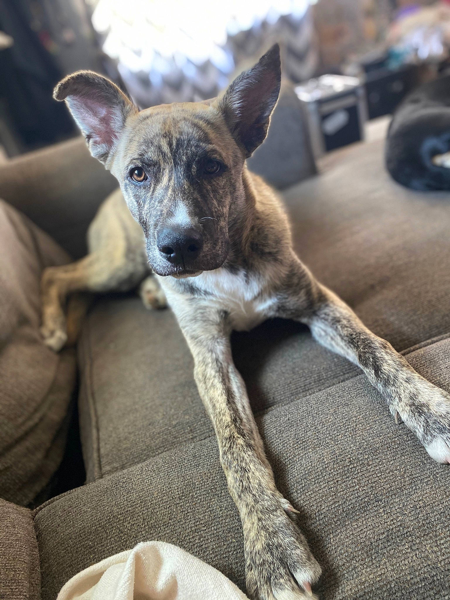 Odin is registered to the contest to win money with this photo: canidae, carnivore, collar, comfort, companion_dog, dog, dog_breed, fawn, fur, grey, sighthound, snout, sporting_group, tableware, terrestrial_animal, tire, wheel, whiskers, wood, working_animal