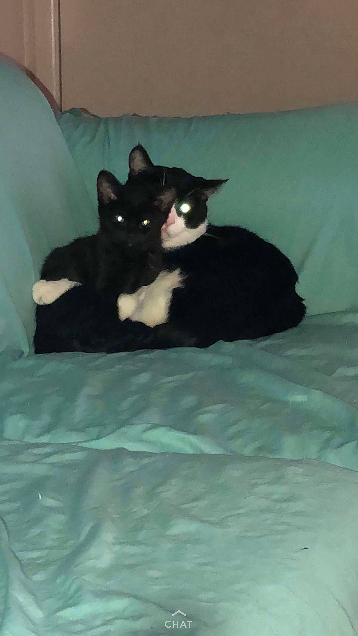 Corona is registered to the contest to win money with this photo: bed, bedding, black_cat, carnivore, cat, cat_supply, comfort, companion_dog, dog_breed, domestic_short_haired_cat, felidae, fur, grey, linens, room, small_to_medium_sized_cats, tail, terrestrial_animal, tints_and_shades, whiskers