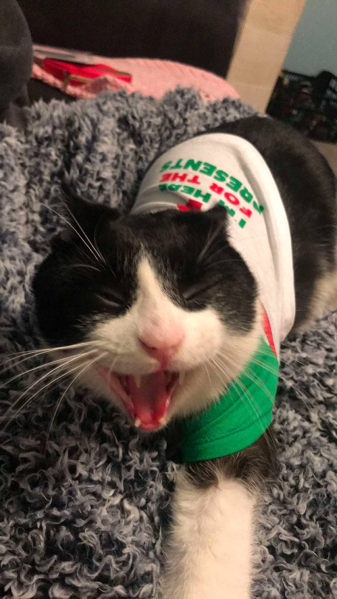 Corona is registered to the contest to win money with this photo: canidae, carnivore, cat, comfort, dog_breed, domestic_short_haired_cat, felidae, foot, fur, grass, holiday, lap, paw, sky, small_to_medium_sized_cats, snout, sporting_group, tail, terrestrial_animal, whiskers