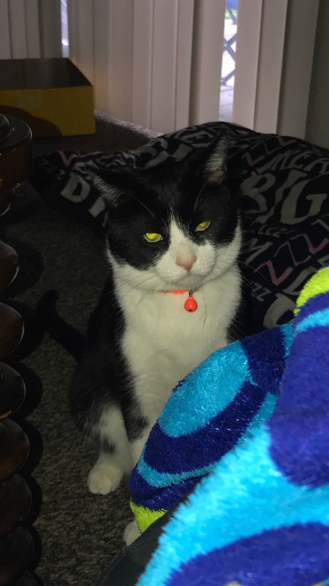 Corona is registered to the contest to win money with this photo: box, carnivore, cat, claw, comfort, couch, domestic_short_haired_cat, electric_blue, eye, felidae, flooring, fur, iris, lap, pattern, paw, small_to_medium_sized_cats, snout, tail, whiskers