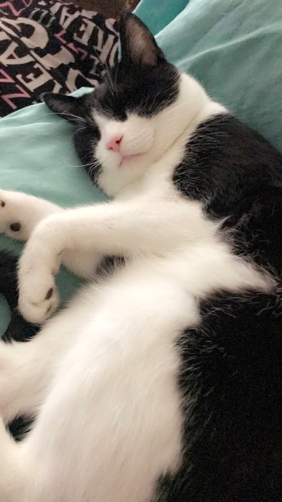 Corona joined the competition — help win amazing prizes! carnivore, cat, claw, comfort, domestic_short_haired_cat, felidae, fur, paw, small_to_medium_sized_cats, snout, tail, whiskers