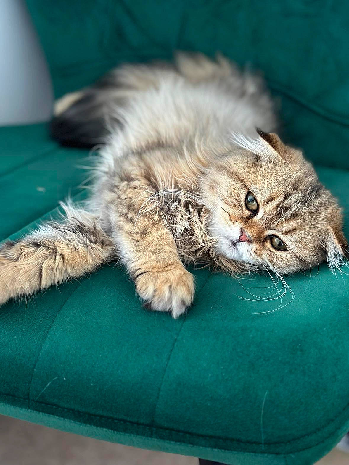 Cleopatra is registered to the contest to win money with this photo: british_longhair, carnivore, cat, claw, comfort, domestic_short_haired_cat, felidae, fur, maine_coon, nap, natural_material, paw, persian, sleep, small_to_medium_sized_cats, snout, tail, terrestrial_animal, whiskers