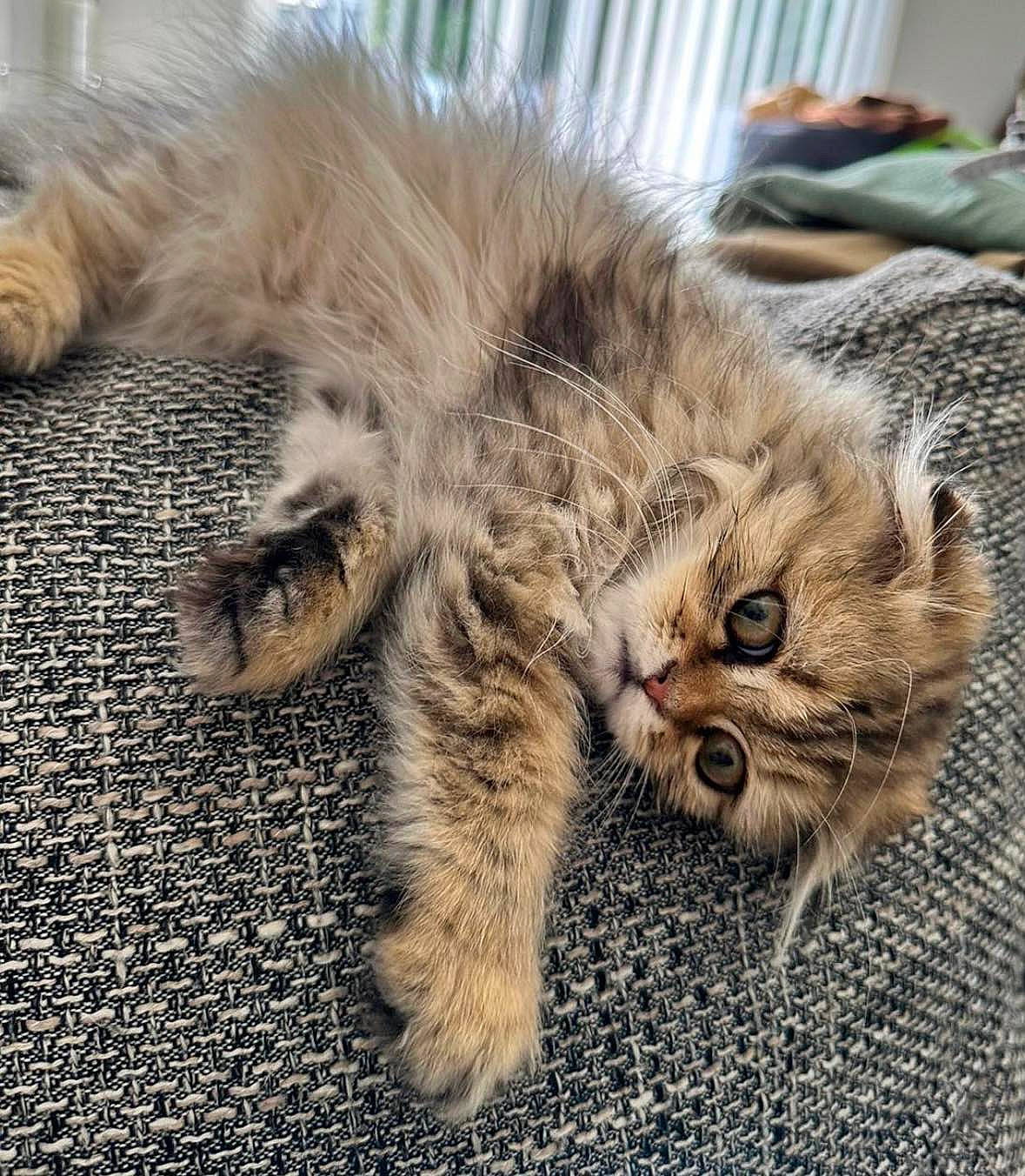 Cleopatra joined the competition — help win amazing prizes! british_longhair, carnivore, cat, claw, comfort, domestic_short_haired_cat, fawn, felidae, fur, paw, small_to_medium_sized_cats, snout, tail, terrestrial_animal, whiskers