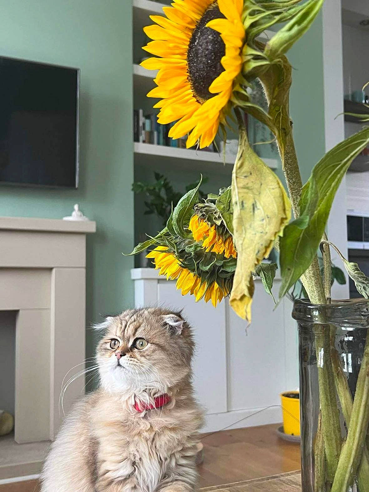 Cleopatra joined the competition — help win amazing prizes! carnivore, cat, door, fawn, felidae, flower, flower_arranging, flowering_plant, flowerpot, green, houseplant, interior_design, picture_frame, plant, small_to_medium_sized_cats, snapshot, whiskers, window, wood, yellow
