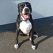 Stan participe au concours pour gagner de l'argent avec cette photo : animal, bodypart, bostonbull, boxer, bulldog, canine, dog, door, face, frenchbulldog, head, hound, labradorretriever, mouth, person, pet, photography, pitbull, pointer, puppy