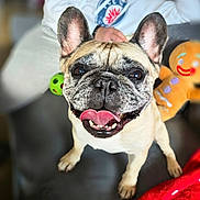 Maggie a rejoint le concours — aidez-le/la à gagner de superbes lots ! dog, french_bulldog, pet, tongue_out, happy, animal, indoor, person, hoodie, plush_toy, gingerbread_man, blurred_background, closeup, face, ears, nosedetail, paw, smiling, couch, red_blanket