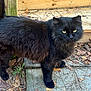 black_cat, long_hair, feline, pet, outdoor, wood_planks, fallen_leaves, concrete, green_eyes, whiskers, paws, fur, portrait, looking_at_camera, autumn, nature, close_up, animal, domestic_cat, backyard