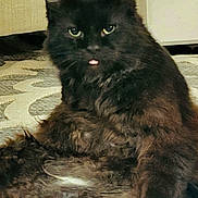 Fergie joined the competition — help win amazing prizes! cat, black_cat, long_hair, fluffy, pet, indoor, sitting, tongue_out, green_eyes, whiskers, fur, portrait, closeup, floor_rug, carpet, relaxed, looking_at_camera, ears, furniture, home_interior