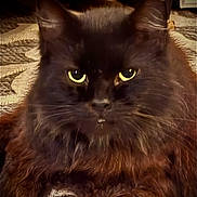 Fergie joined the competition — help win amazing prizes! cat, black_cat, long_hair, fluffy, yellow_eyes, whiskers, portrait, close_up, pet, feline, fur, indoor, carpet, staring, ears, nose, mammal, cozy, sitting, cute