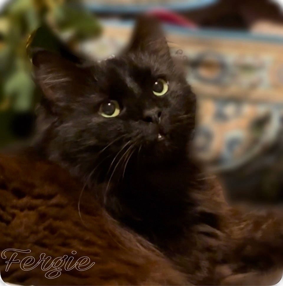 Fergie joined the competition — help win amazing prizes! black_cat, bombay, carnivore, cat, domestic_short_haired_cat, felidae, fur, rectangle, small_to_medium_sized_cats, snout, terrestrial_animal, whiskers