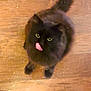 black_cat, cat, close_up, curious, cute, domestic_animal, feline, floor_debris, fluffy_cat, indoor, long_fur, looking_up, paws, pet, sitting, tail, tongue_out, whiskers, wooden_floor, yellow_eyes