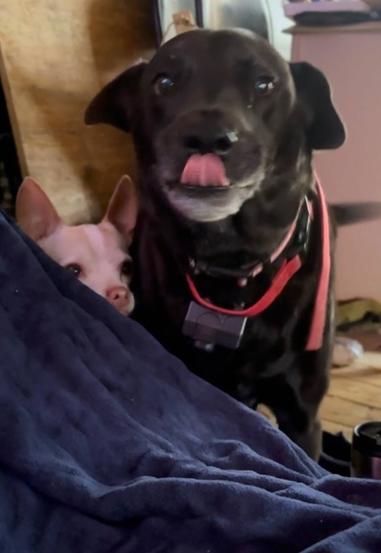 Girly joined the competition — help win amazing prizes! borador, canidae, carnivore, collar, comfort, companion_dog, dog, dog_breed, dog_collar, fawn, fur, guard_dog, gun_dog, leash, non_sporting_group, retriever, snout, sporting_group, whiskers, working_animal