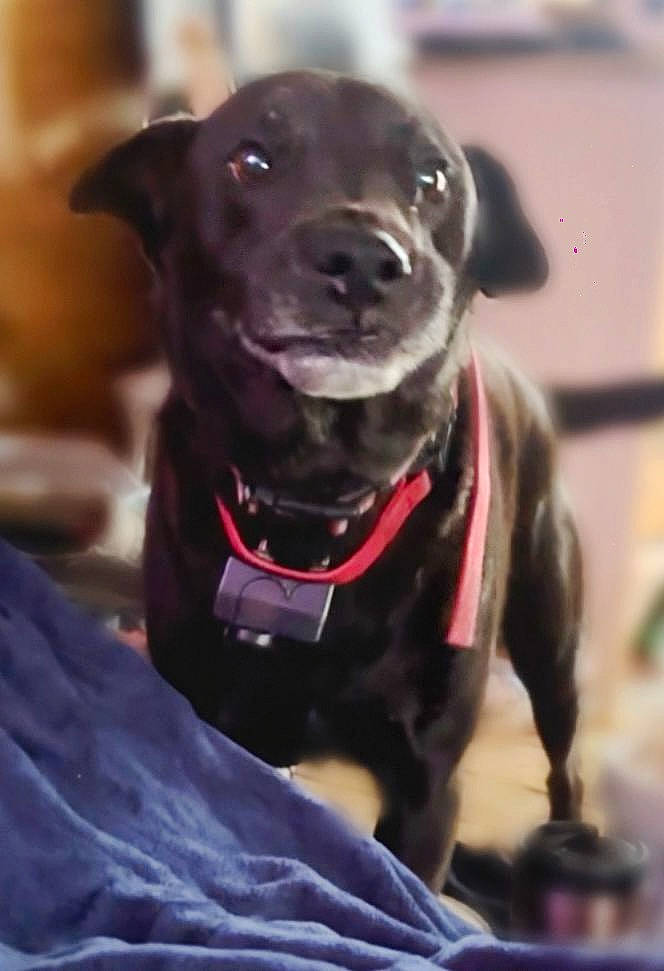 Girly joined the competition — help win amazing prizes! borador, canidae, carnivore, collar, companion_dog, dog, dog_breed, dog_collar, dog_supply, event, fashion_accessory, fawn, leash, liver, personal_protective_equipment, pet_supply, snout, sporting_group, whiskers, working_animal