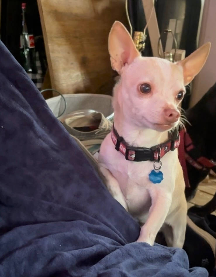 Gus joined the competition — help win amazing prizes! bull_terrier, canidae, carnivore, collar, companion_dog, corgi_chihuahua, dog, dog_breed, dog_collar, dog_supply, ear, fawn, fur, puppy, snout, sporting_group, terrestrial_animal, toy_dog, whiskers, working_animal