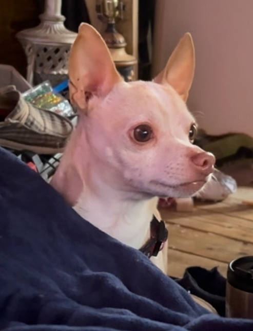 Gus joined the competition — help win amazing prizes! canidae, carnivore, companion_dog, corgi_chihuahua, dog, dog_breed, ear, fawn, fur, head, jaw, non_sporting_group, snout, terrestrial_animal, toy_dog, whiskers, working_animal