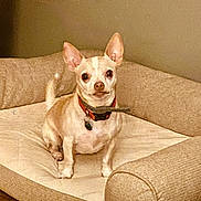 Gus joined the competition — help win amazing prizes! alert, bed, beige, canine, chihuahua, collar, cozy, cushion, dog, domestic_animal, ears, furniture, home, indoor, paws, pet, portrait, small_dog, stare, tail