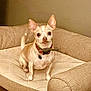 alert, bed, beige, canine, chihuahua, collar, cozy, cushion, dog, domestic_animal, ears, furniture, home, indoor, paws, pet, portrait, small_dog, stare, tail