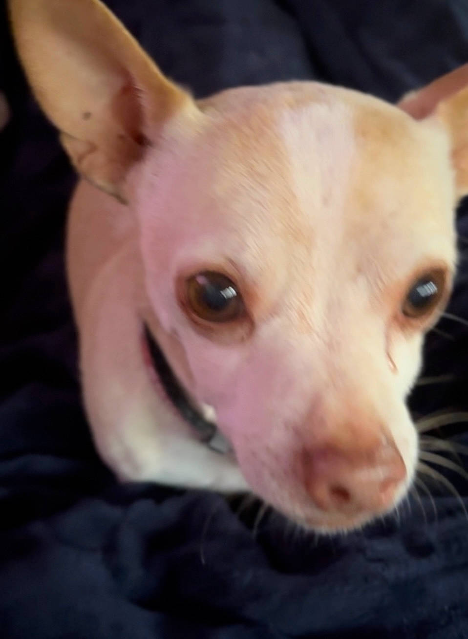 Gus joined the competition — help win amazing prizes! canidae, carnivore, chihuahua, collar, companion_dog, dog, dog_breed, ear, eye, eyelash, fawn, fur, head, no_expression, snout, sporting_group, terrestrial_animal, toy_dog, whiskers, working_animal